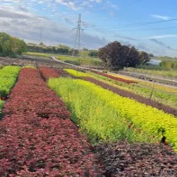 nursery of coniferous and deciduous trees, perennials
