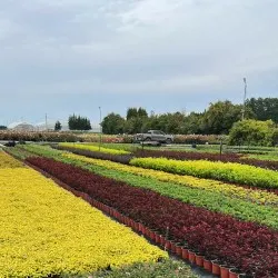 nursery of coniferous and deciduous trees, perennials