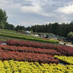 nursery of coniferous and deciduous trees, perennials