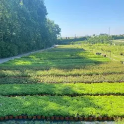 nursery of coniferous and deciduous trees, perennials