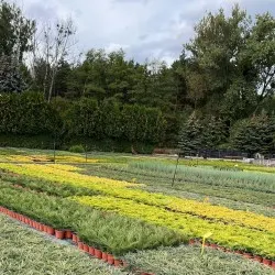 nursery of coniferous and deciduous trees, perennials