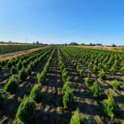 nursery of coniferous and deciduous trees, perennials