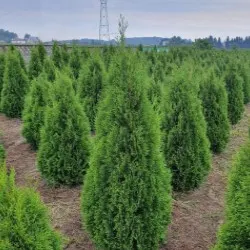 nursery of coniferous and deciduous trees, perennials