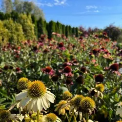 nursery of coniferous and deciduous trees, perennials