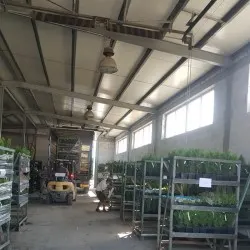 nursery of coniferous and deciduous trees, perennials
