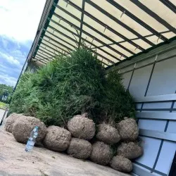 nursery of coniferous and deciduous trees, perennials