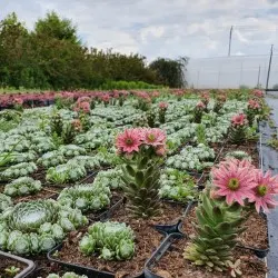 nursery of coniferous and deciduous trees, perennials