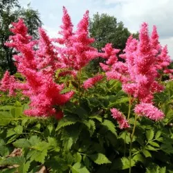 nursery of coniferous and deciduous trees, perennials