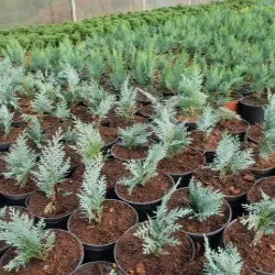 nursery of coniferous and deciduous trees, perennials