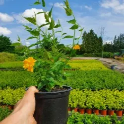 nursery of coniferous and deciduous trees, perennials