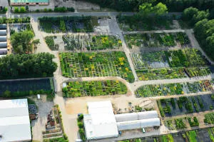 nursery of coniferous and deciduous trees, perennials