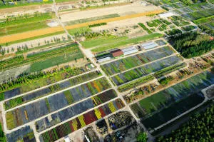 nursery of coniferous and deciduous trees, perennials