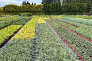 nursery of coniferous and deciduous trees, perennials