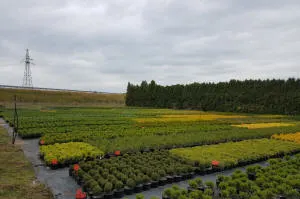 nursery of coniferous and deciduous trees, perennials