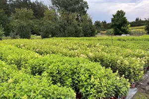 nursery of coniferous and deciduous trees, perennials