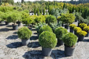 nursery of coniferous and deciduous trees, perennials