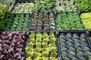 nursery of coniferous and deciduous trees, perennials