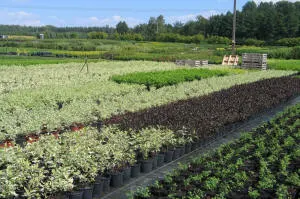 nursery of coniferous and deciduous trees, perennials