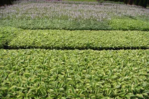 nursery of coniferous and deciduous trees, perennials