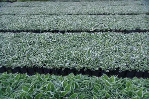 nursery of coniferous and deciduous trees, perennials